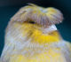 caprone's Avatar