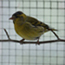 appelvink
