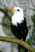 r.adriaans