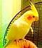 kiep