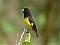 MartijnSchaufeli