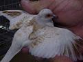 Click image for larger version

Name:	diamond-dove-mutations_5393731.jpg
Views:	57
Size:	24,8 KB
ID:	429117