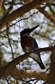 Click image for larger version

Name:	ijsvogels kenia.jpg
Views:	49
Size:	28,0 KB
ID:	431450