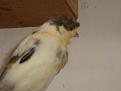 Click image for larger version

Name:	DSC02353.JPG
Views:	186
Size:	124,9 KB
ID:	431496