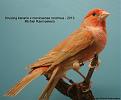 Click image for larger version

Name:	15f9m8dE-1406994360-f6279ba542bcc3cda22cd06e2d9c2cb4.jpg
Views:	49
Size:	29,0 KB
ID:	432485