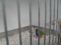 Click image for larger version

Name:	FOTOS VOGELS 2014 002.jpg
Views:	50
Size:	55,9 KB
ID:	432767
