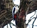 Click image for larger version

Name:	DSC02309.jpg
Views:	64
Size:	39,1 KB
ID:	434503