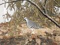 Click image for larger version

Name:	DSCN8976.jpg
Views:	195
Size:	104,0 KB
ID:	434558