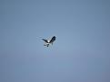 Click image for larger version

Name:	DSC04284.jpg
Views:	75
Size:	17,3 KB
ID:	434618