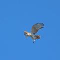 Click image for larger version

Name:	IMG_2867.jpg
Views:	121
Size:	50,2 KB
ID:	435512