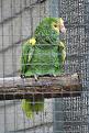 Click image for larger version

Name:	Vogel 001.jpg
Views:	33
Size:	32,5 KB
ID:	437390